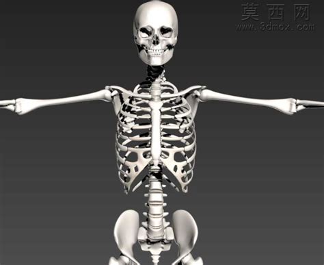 人造骨骼 34mb